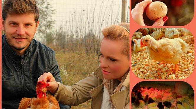 pui i curcani la sol din aventurile unui mic producator