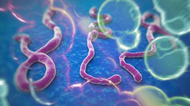 ue se declara bine pregatita in lupta cu ebola riscul unei epidemii este scazut