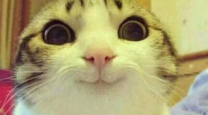 circa 3 dintre elvetieni mananca pe ascuns carne de pisica sau de caine carna ii sunt la mare cautare