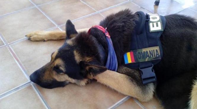 petitie pentru max cainele erou al armatei romane semneaza si tu