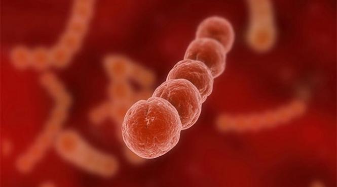 bacterii ucigase