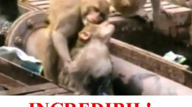 video in cre di bil o maimuta incearca disperata sa si resusciteze partenera electrocutata si reuseste