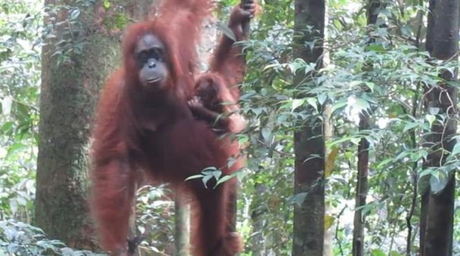 decizie bizara luata de o instanta argentiniana ce se va intampla cu un urangutan captiv intr o gradina zoologica video