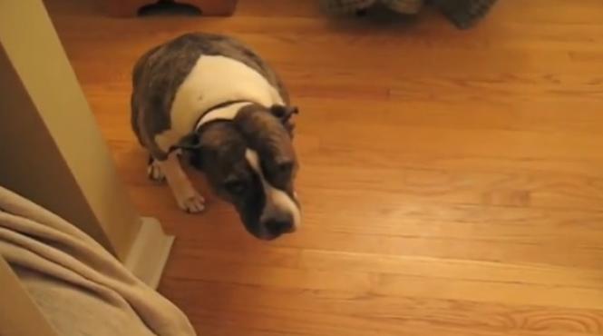 reactia adorabila a unui caine atunci cand stapanul il cearta ca a distrus bradul de craciun video