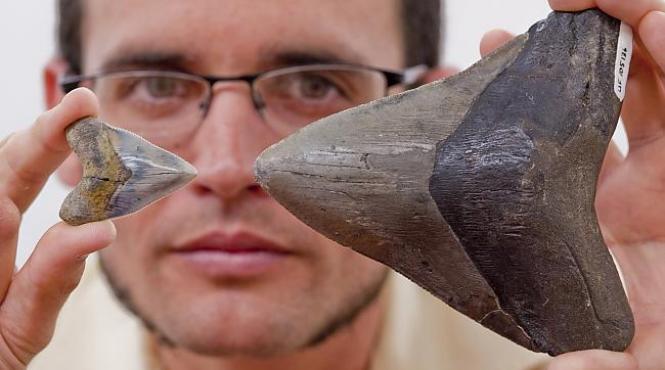 video ceva uria din adancuri mananca rechinii albi de mari dimensiuni cercetatorii total bulversa i cum e posibil a a ceva