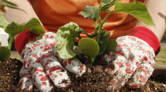 ingrasamintele ucid pamantul