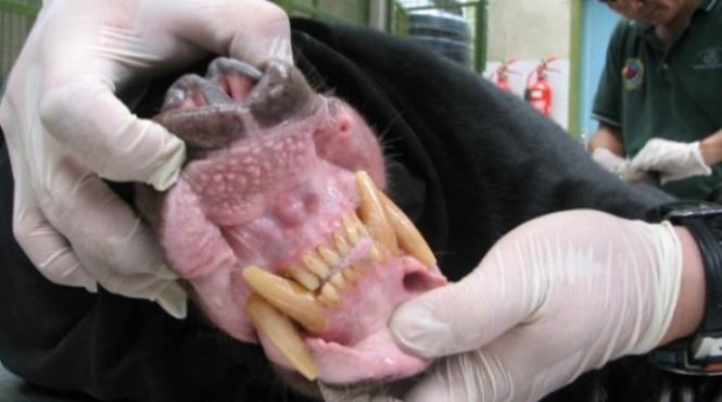 extraterestru politie dementa abuz creatura