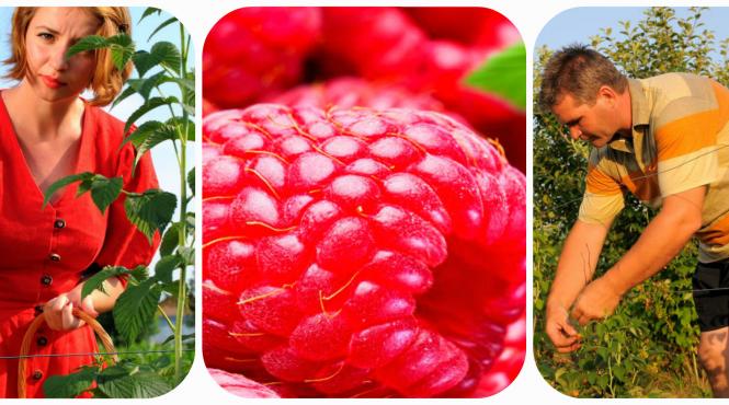 zmeura bio de lipanesti o parfumata afacere de familie