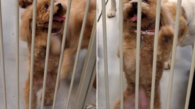 dansez toata ziua numai lua i ma de aici pare a spune ca elu ul asta video