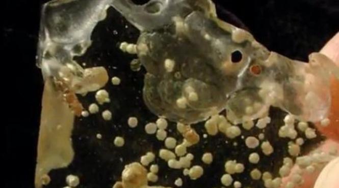 niciodata nu s a mai gasit pe pamant asa ceva descoperire fabuloasa facuta de cercetatori in egipt video