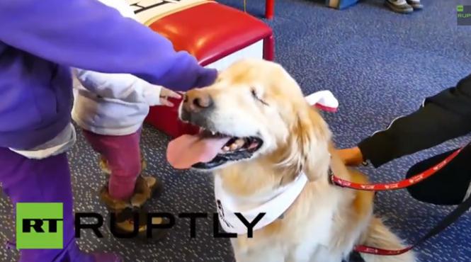 povestea care a emotionat milioane de oameni un caine nascut orb sprijin pentru copiii cu autism video