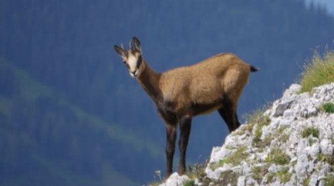 capra neagra ravnita de turistii foto ajunsi in parcul national muntii rodnei