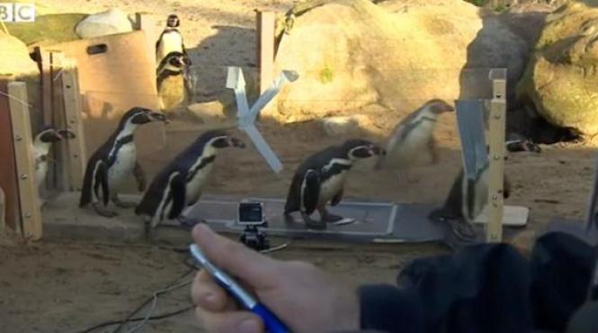 experiment inedit la londra de ce au pinguinii mersul leganat concluziile cercetatorilor video