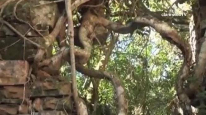 misterul din jungla argentiniana a fost descoperit unul dintre cele mai bine pazite secrete ale celui de al doilea razboi mondial video