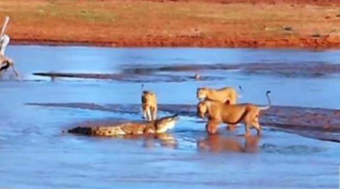 incaierare intre trei lei si un crocodil uluitor de inteligent video