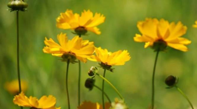 prognoza meteo 24 aprilie soare si precipitatii slabe