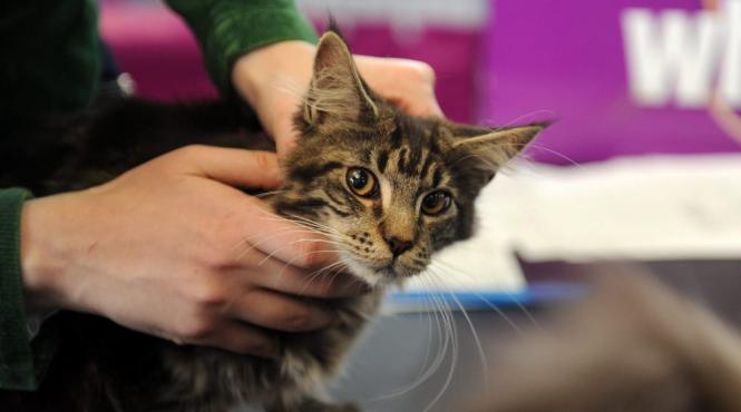 imperiul pisicilor la sophisticat