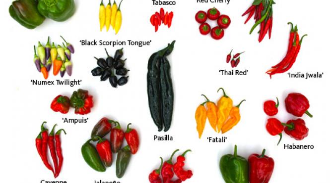 care este cel mai pornografic ardei iute