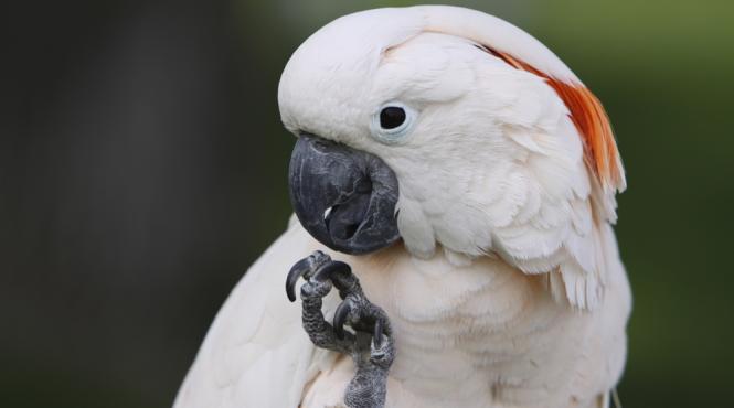 cum reactioneaza un papagal cand afla ca trebuie sa mearga la veterinar video