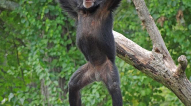 s a descoperit cauza durerilor de spate