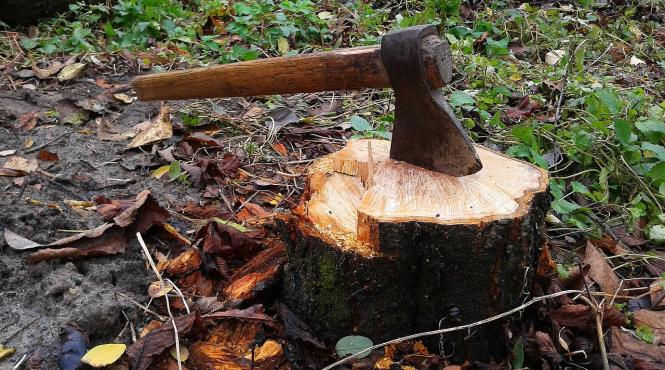 ministrul mediului cere un control amplu a companiei holzindustrie schweighofer exista suspiciuni privind legalitatea expoatarii materialului lemnos