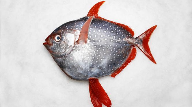 a fost descoperit primul peste cu sange cald