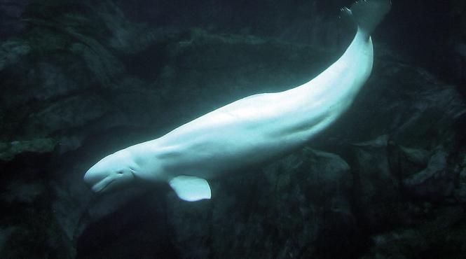 momentele emotionante ale nasterii unei balene