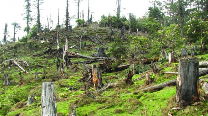 romania ultima tinta a marilor firme de prelucrare a lemnului