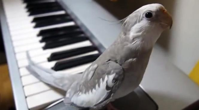 un papagal nimfa face frori pe internet video