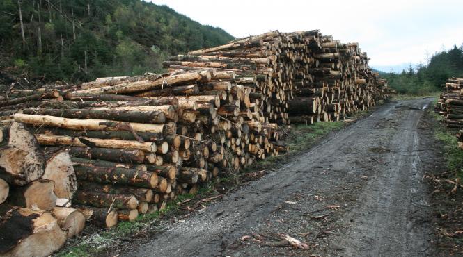 codul silvic tandem cu oug anti bustean