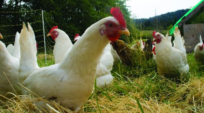 de ce ocolesc romanii alimentele eco