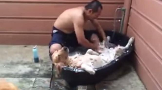 rasfat canin cum isi imbaiaza un barbat cainii video