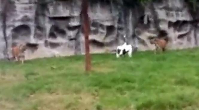 ce se intampla cand o barza aterizeaza in tarcul tigrilor finalul este neasteptat video