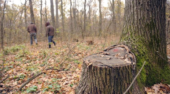 in harghita politistii intercepteaza zilnic transporturi ilicite de lemn