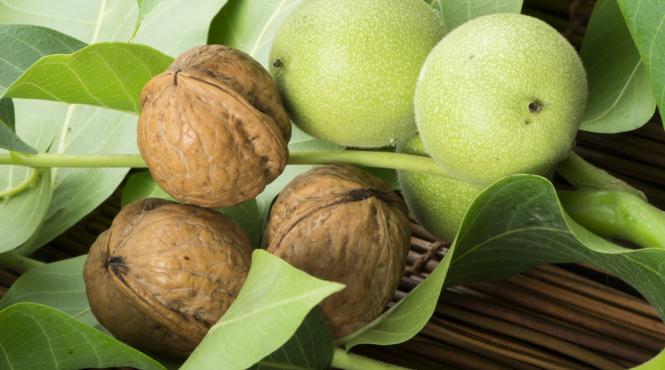 miraculosul nuc izvor de sanatate tratamente alternative