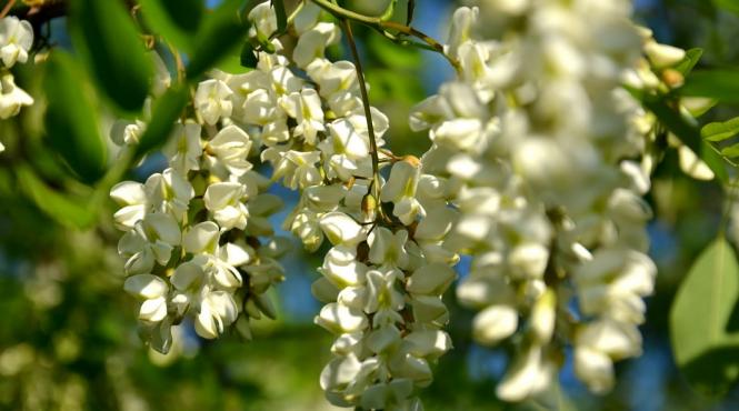 din farmacia bunicilor terapia cu flori de salcam recomandata depresivilor