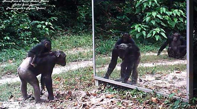 a montat o oglinda in jungla cum s au comportat animalele video