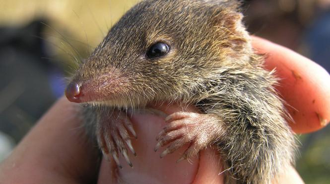 a fost descoperint o noua specie de marsupial care se imperecheaza pana moare
