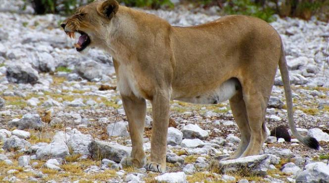 turista ucisa intr un parc natural din africa de sud de o leoaica