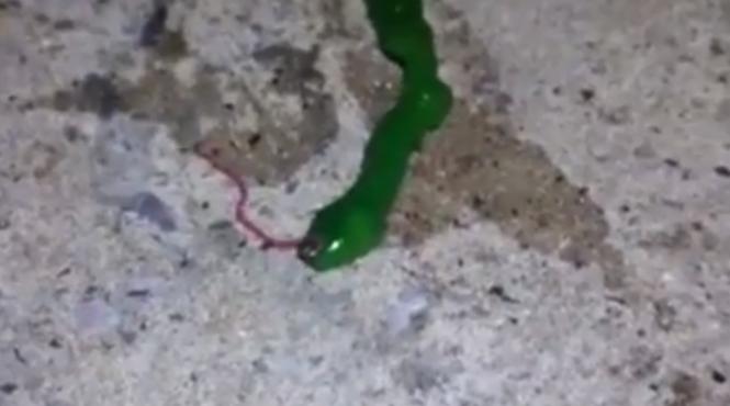 o vietate bizara a fost surprinsa in imagini de un taiwanez