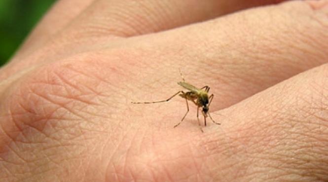 leacuri naturale pentru intepaturile de tantari