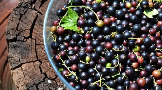 reteta zilei de sambata dulceata de coacaze negre de ce nu a mancat stefan cel mare niciodata dulceata