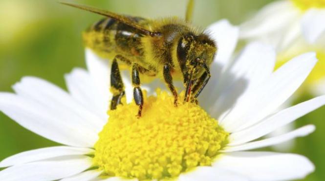 ce trebuie sa faci daca te inteapa o albina sau viespe