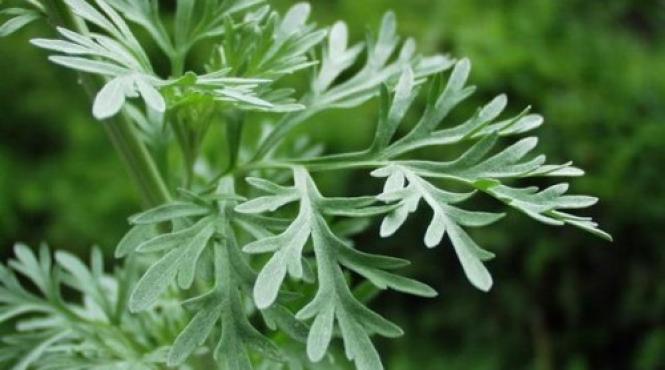pelinul cea mai puternica planta folosita in fitoterapie afla ce boli vindeca