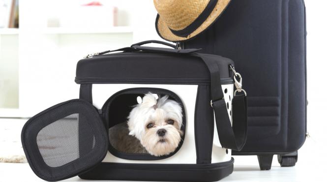 pont cum sa calatoresti cand ai un caine