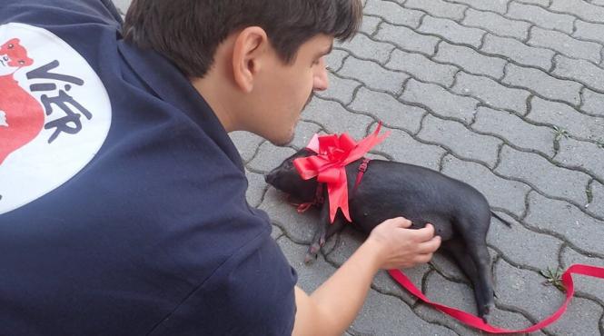 un caine face surf si vrea sa devina vedeta ham talent