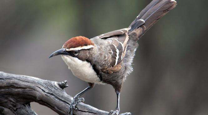 elemente cheie ale limbajului uman a fost descoperite in palavrageala unor pasari