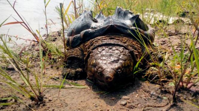 aparitie misterioasa pe malul fluviului amur video