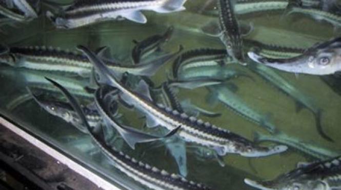 incepe procesul de repopulare cu sturioni a dunarii