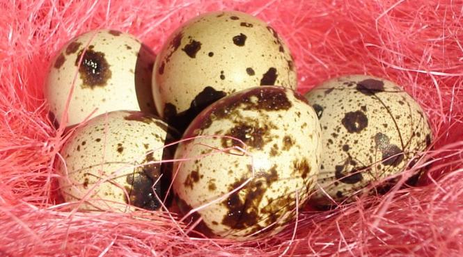 oul de prepelita un medicament minune